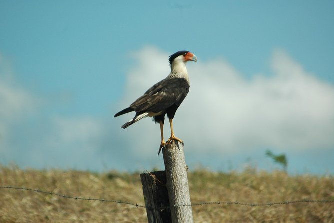 tamarindo-wildlife-estuary-boat-ride-tour-2-hours
