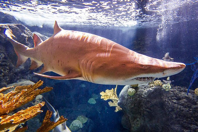 tampas-zooquarium-admission