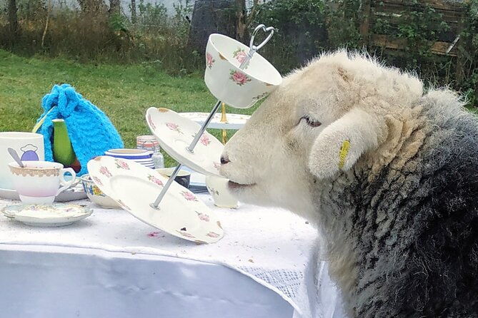 tea-with-naughty-sheep