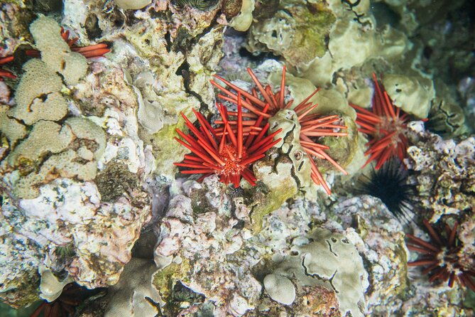 the-best-2-hour-molokini-express-snorkeling