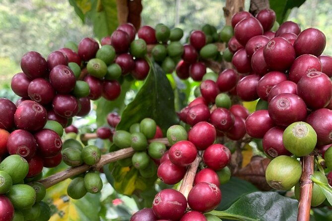 the-best-half-day-coffee-farm-tour-on-medellin