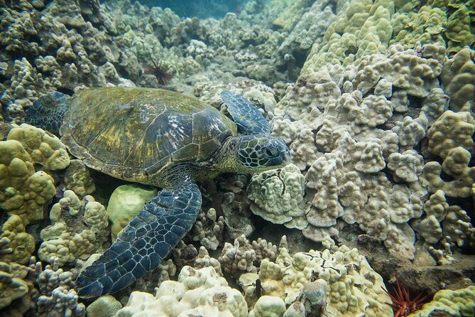 the-best-maui-3-hour-molokini-and-turtle-town-snorkel-2