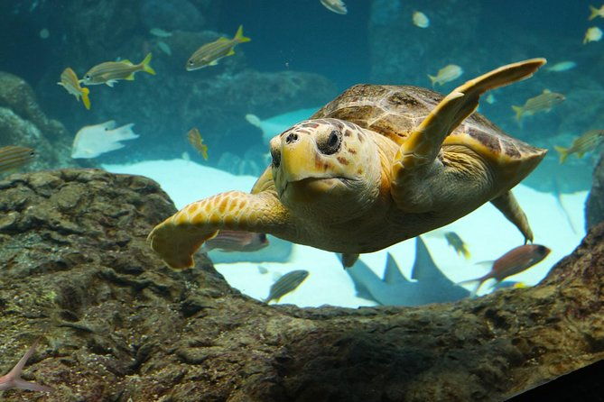 the-florida-aquarium-in-tampa-general-admission