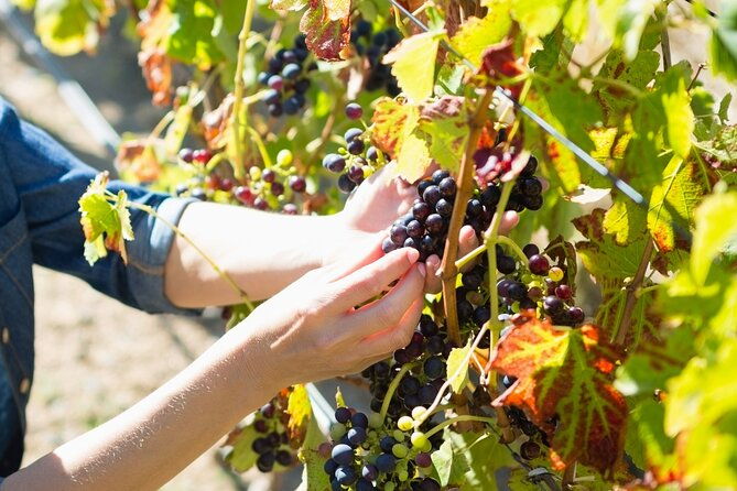 the-grape-escape-troodos-mountains-thru-wine-small-group-tour-7hrs