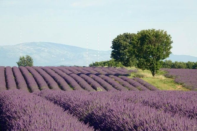 the-lavender-tour-from-marseille-or-aix-en-provence