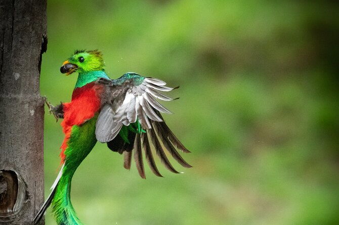 the-quetzal-tour-in-monteverde