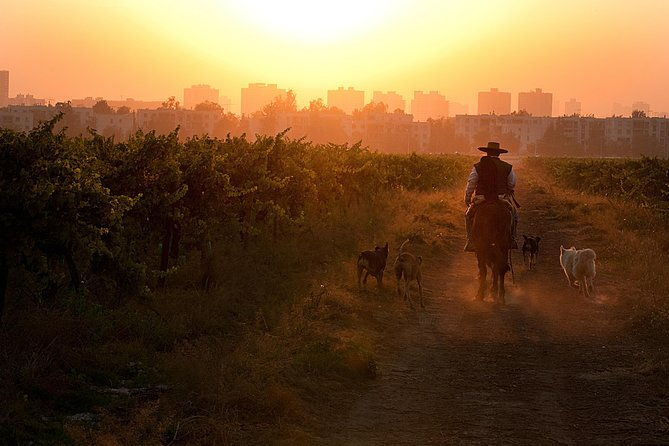 traditional-wine-tour-in-vina-cousino-macul-official-english
