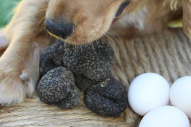 truffle-hunting-and-handmade-pasta-in-ascoli-piceno