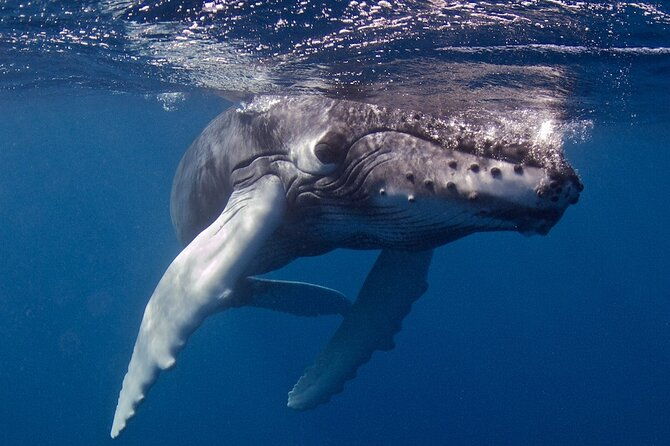 try-scuba-diving-in-kauai-from-a-boat-for-non-certified-divers