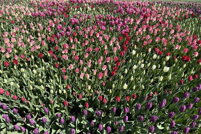 tulip-festival-in-skagit-valley-tour-from-seattle