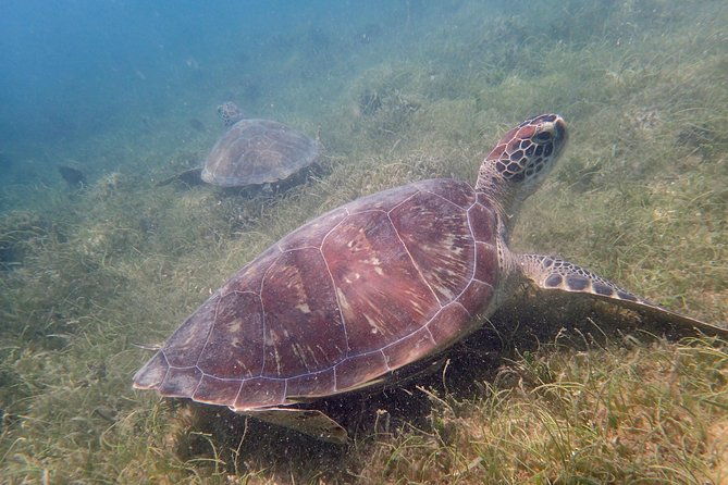 turtle-beach-power-snorkeling-adventure