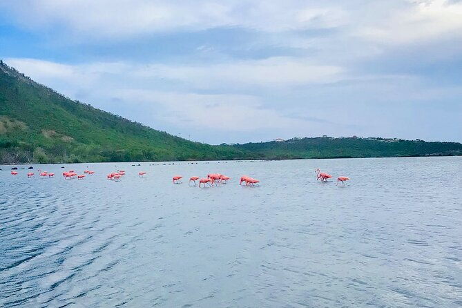 turtle-swim-at-turtlebay-visit-flamingos-knipbeach-safari-truck