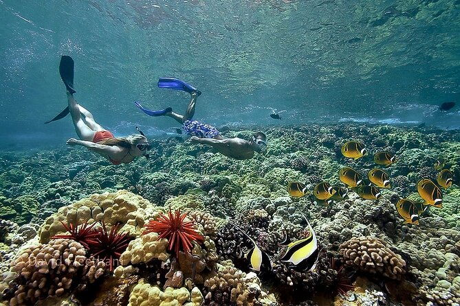 turtles-tacos-luxury-catamaran-snorkel