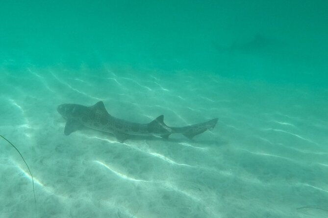 two-hour-kayak-and-snorkel-tour-for-two-in-la-jolla-2