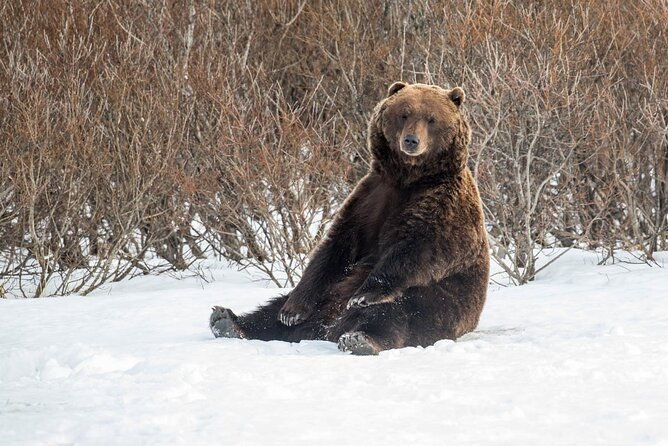 ultimate-anchorage-winter-wildlife-sunset-tour