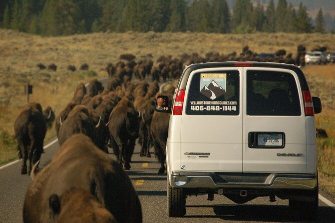 upper-loop-tour-and-lamar-valley-from-west-yellowstone-with-lunch