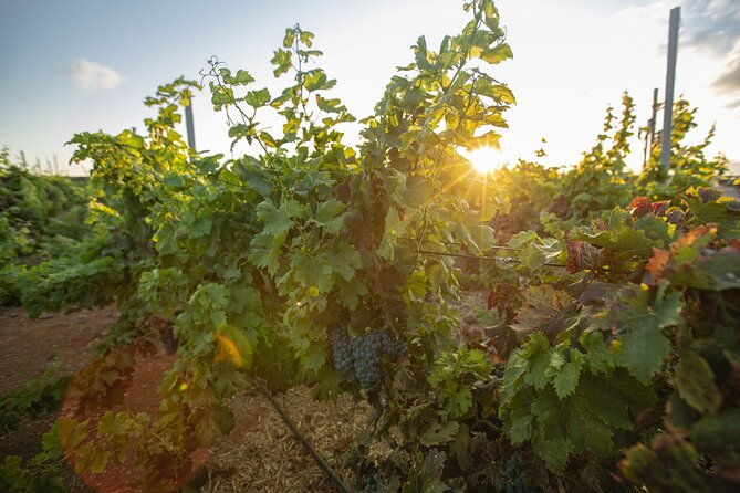 vineyard-tour-with-wine-tasting-and-local-products
