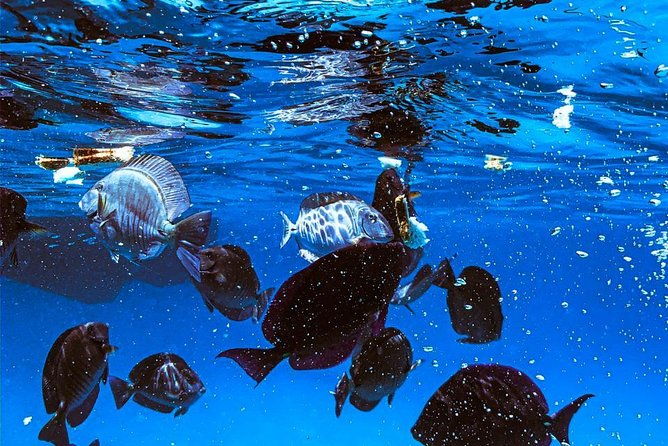 vip-morning-delight-champagne-sailing-and-snorkeling-with-lunch