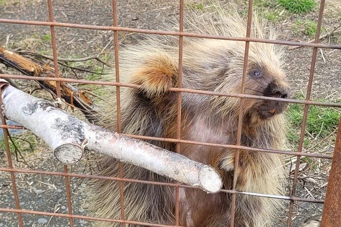 vip-tour-from-anchorage-to-alaska-wildlife-conservation-center-2