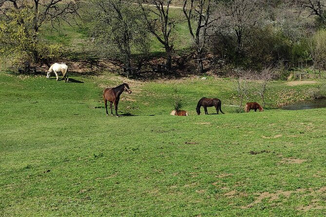 visit-a-farm-and-horseback-riding-in-nature-2