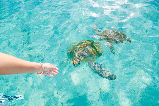 visit-the-ocean-swings-full-day-harbour-island-private-boat-tour