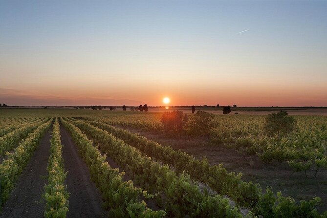 visit-to-a-winery-in-salento-with-wine-tasting-and-light-lunch-from-lecce-2