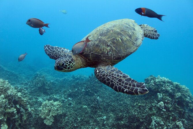 waikiki-turtle-canyon-snorkeling-with-lunch-and-hula-show