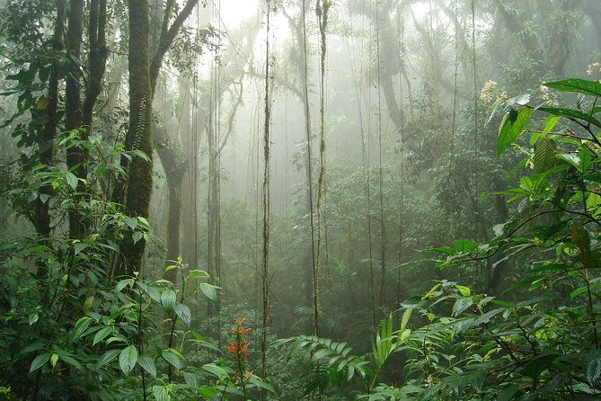 walk-in-santa-elena-cloud-forest-reserve