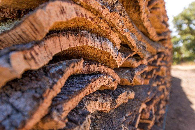 walk-on-the-alentejo-cork-forest-with-optional-lunch