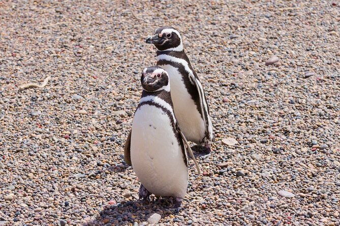 walk-with-the-penguins-early-booking-20-off-cruise-passengers