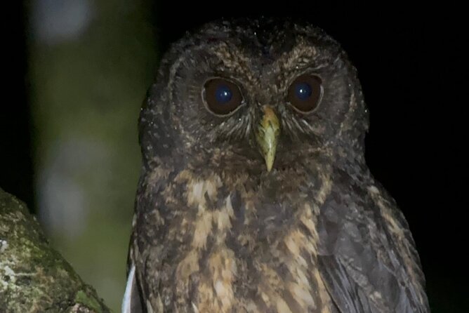 walking-guided-tour-in-monteverde-reserve
