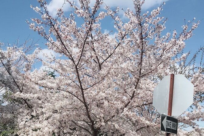 washington-d-c-cherry-blossom-1-day-tour-from-new-york
