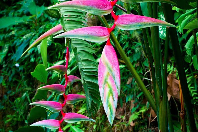 waterfall-rainforest-chocolate-tour-historical-sites-private