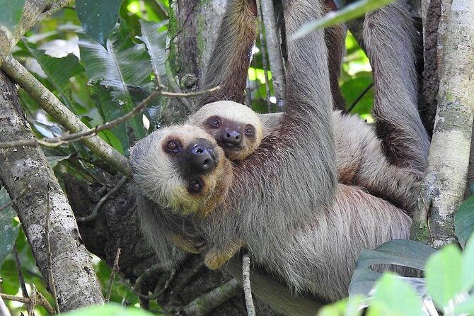 waterfall-sloth-expedition-frogs-blue-river-also-in-costa-rica-and-nicaragua