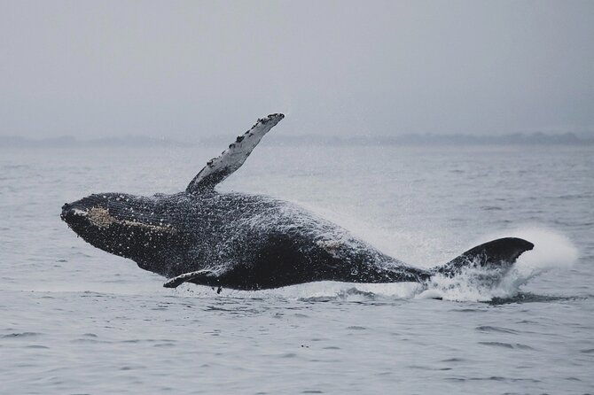 whale-safari-in-tromso
