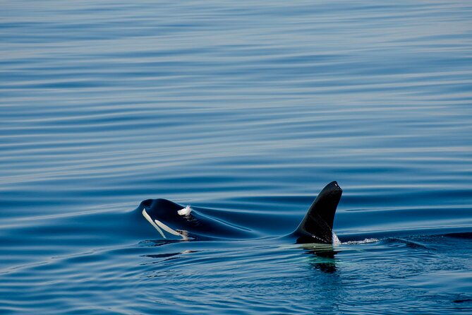 whale-safari-with-puffins-and-muffins-andoy-vesteralen