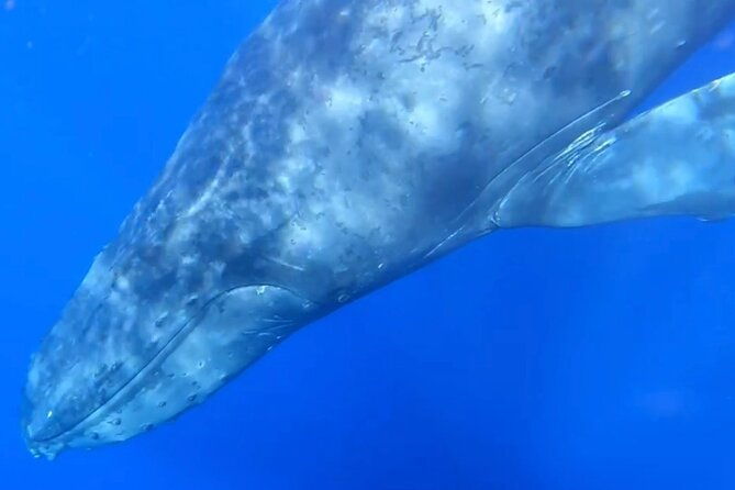whale-watch-and-scenic-tour-from-kayak-2
