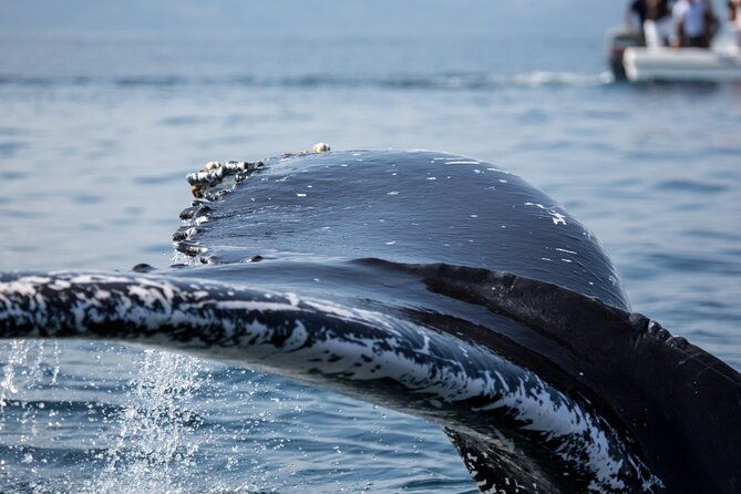 whale-watching-cayo-levantado-and-limon-waterfall-in-samana