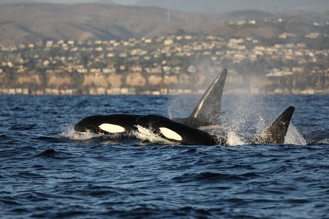 whale-watching-cruise-from-newport-beach