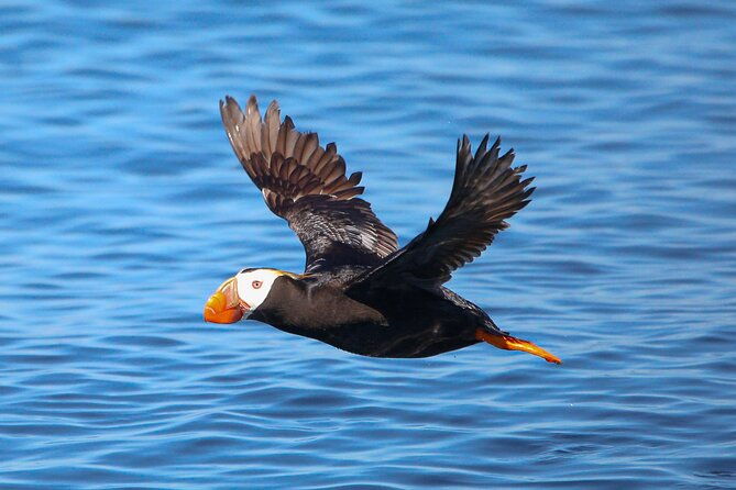 whale-watching-deception-pass-tour-from-seattle