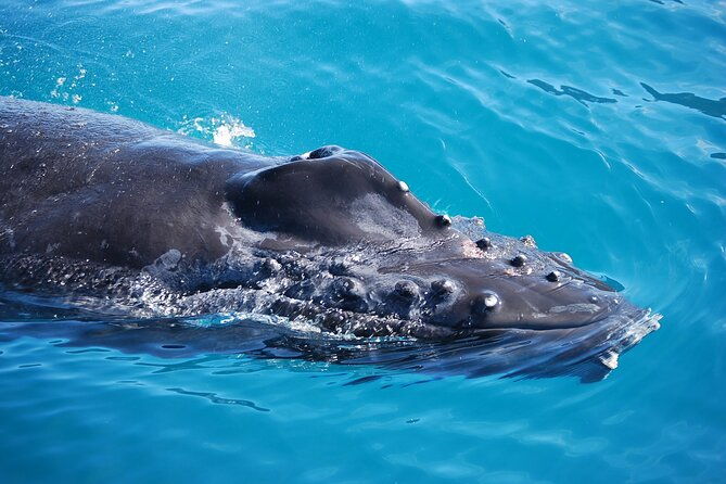 whale-watching-expedition-on-kauai
