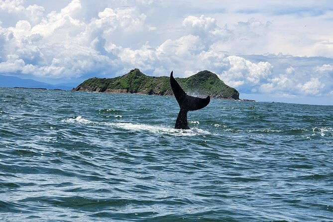 whale-watching-experience-marino-ballena-national-park