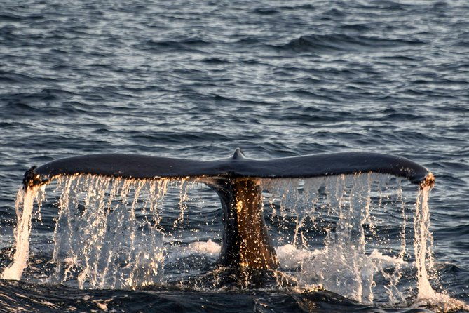 whale-watching-from-the-heart-of-akureyri-2