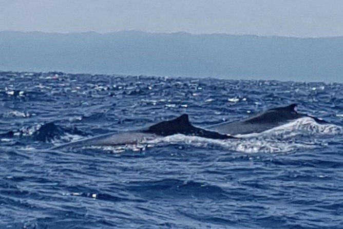 whale-watching-in-samana