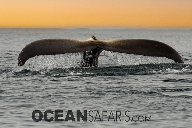 whale-watching-monterey-bay-semi-private-limited-to-6-people-max