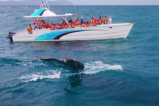 whale-watching-tour-with-la-farola-bacardi-island