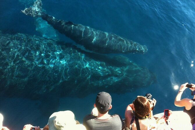whalewatch-deluxe-tour-from-maalaea-harbor-2
