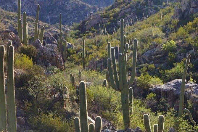 when-nature-calls-exploring-the-sonoran-desert