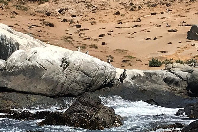 wild-penguinsbirdssandboardchilean-drinks-food-from-valpo