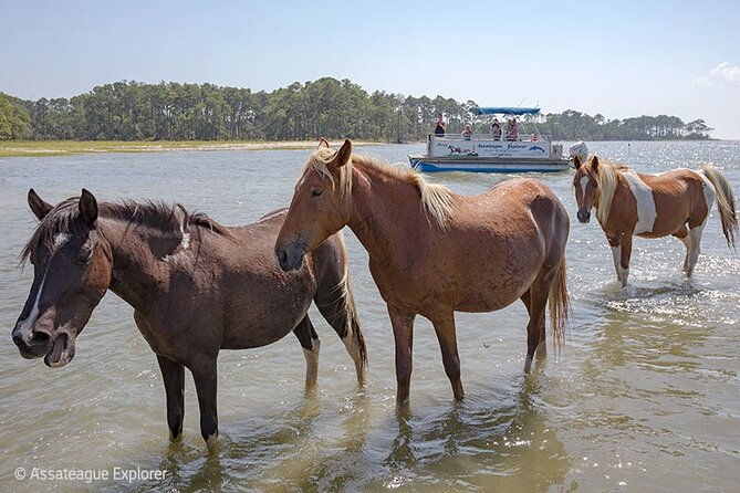 wild-pony-watching-boat-tour-from-chincoteague-to-assateague-2